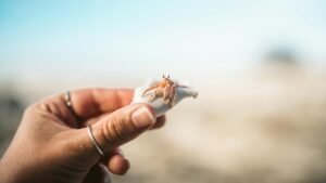 hermit crab without shell